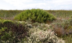 Cliffortia strobilifera