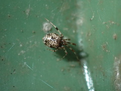 Parasteatoda