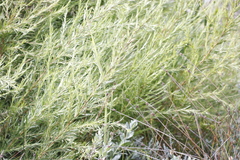 Cliffortia strobilifera