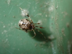 Parasteatoda