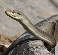 Cubophis cantherigerus