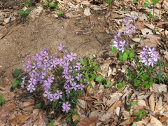 Phlox divaricata divaricata