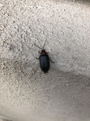Cacoscelis nigripennis