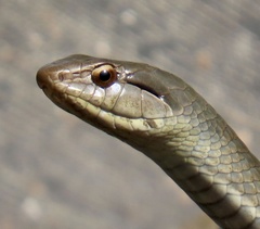 Cubophis cantherigerus