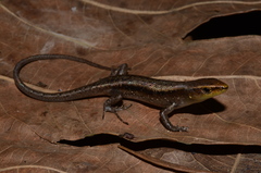 Emoia obscura