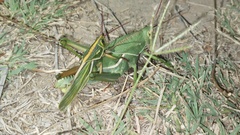 Staleochlora viridicata