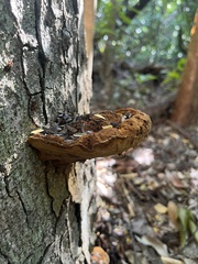 Fulvifomes floridanus