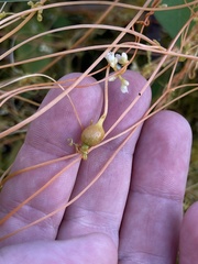 Smicronyx sculpticollis