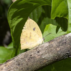 Phoebis neocypris