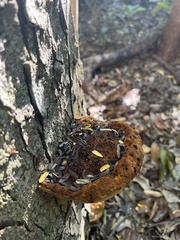 Fulvifomes floridanus