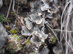 Peltigera rufescens