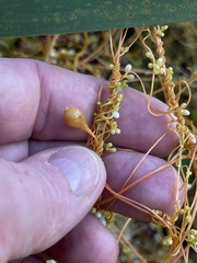 Smicronyx sculpticollis