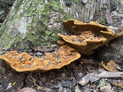 Fulvifomes floridanus