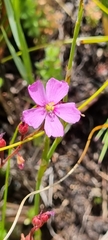 Drosera admirabilis
