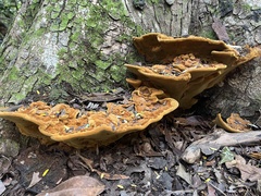 Fulvifomes floridanus