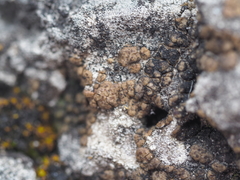 Acarospora macrospora