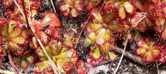 Drosera admirabilis