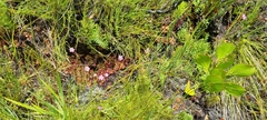 Drosera admirabilis
