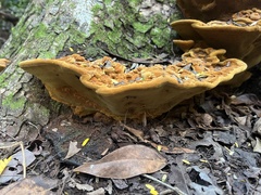 Fulvifomes floridanus