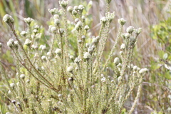Leucadendron levisanus