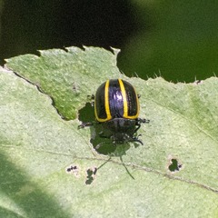 Desmogramma