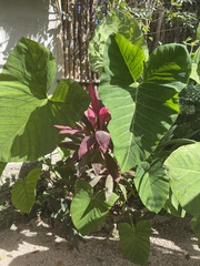 Xanthosoma robustum