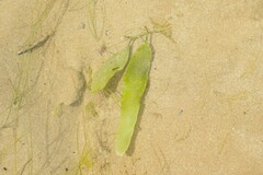 Caulerpa prolifera