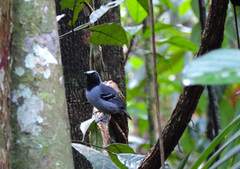 Myrmoborus myotherinus