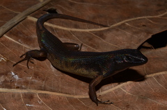 Mourning Rainbow-Skink photo 3