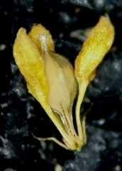 Fuirena simplex simplex