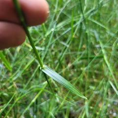 Fuirena simplex simplex