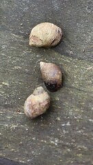 Melarhaphe neritoides
