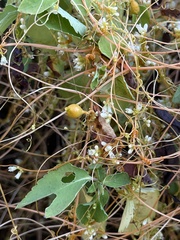 Smicronyx sculpticollis