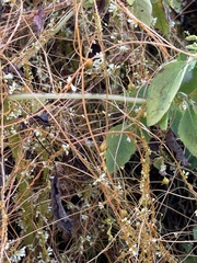 Smicronyx sculpticollis