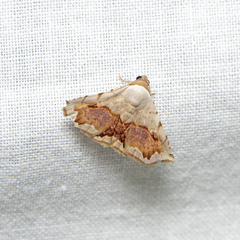 Eublemma pectorora