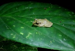 Diasporus diastema