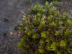 Racomitrium aciculare
