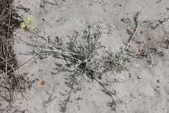 Helichrysum crispum