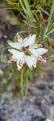 Disa bivalvata