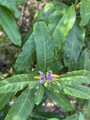 Solanum bahamense
