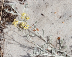 Helichrysum crispum