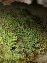 Bryoerythrophyllum recurvirostrum