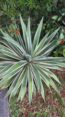Agave