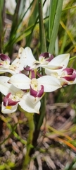 Disa bivalvata