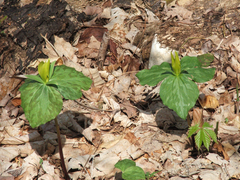 Trillium luteum