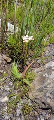 Disa bivalvata