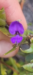 Psoralea