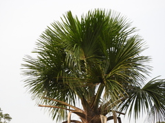 Mauritia flexuosa