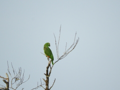 Amazona ochrocephala
