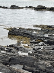 Ascophyllum nodosum